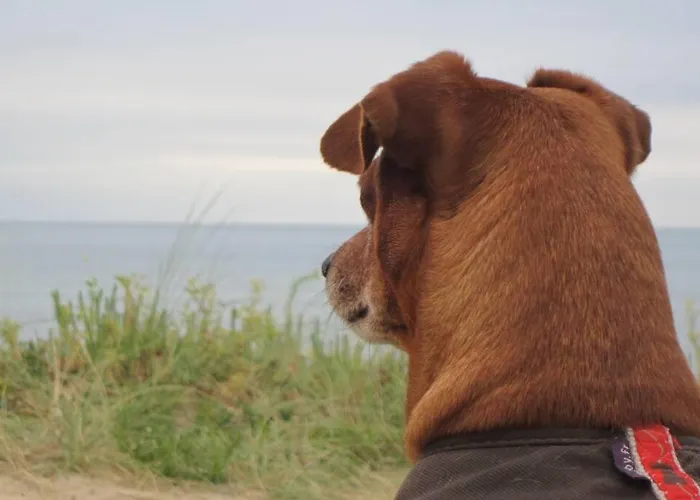 Vue Panoramique アパート